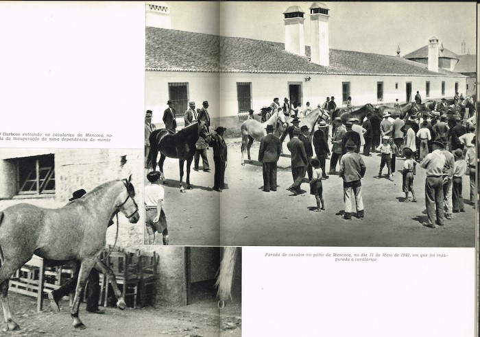 7901 os meus cavalos de portugal arthur ervideira (2).jpg